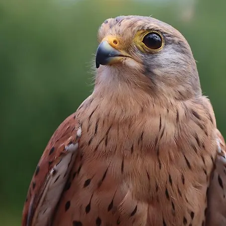 Pensión La Sterne De Loire Charming House