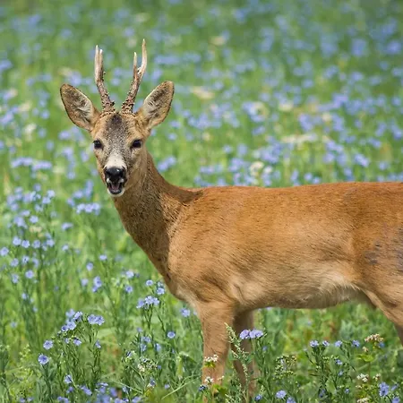 Vendégház La Sterne De Loire Charming House Souzay-Champigny
