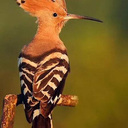 La Sterne De Loire Charming House Pensión 3*